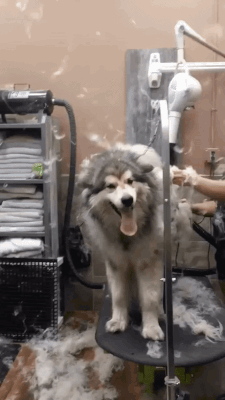 말라뮤트-털빠짐-대박쓰네...-0-이미지