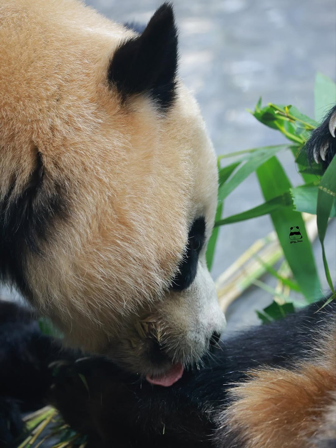 언니-루이바오-맛보는-후이바오🐼🥹-6-이미지