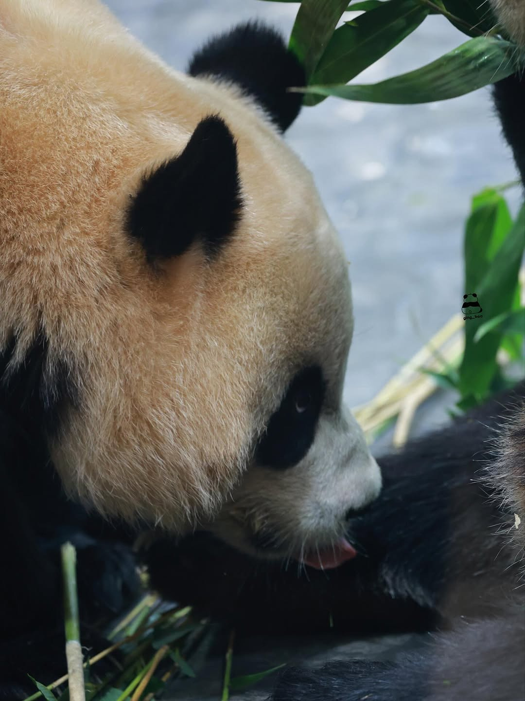 언니-루이바오-맛보는-후이바오🐼🥹-4-이미지