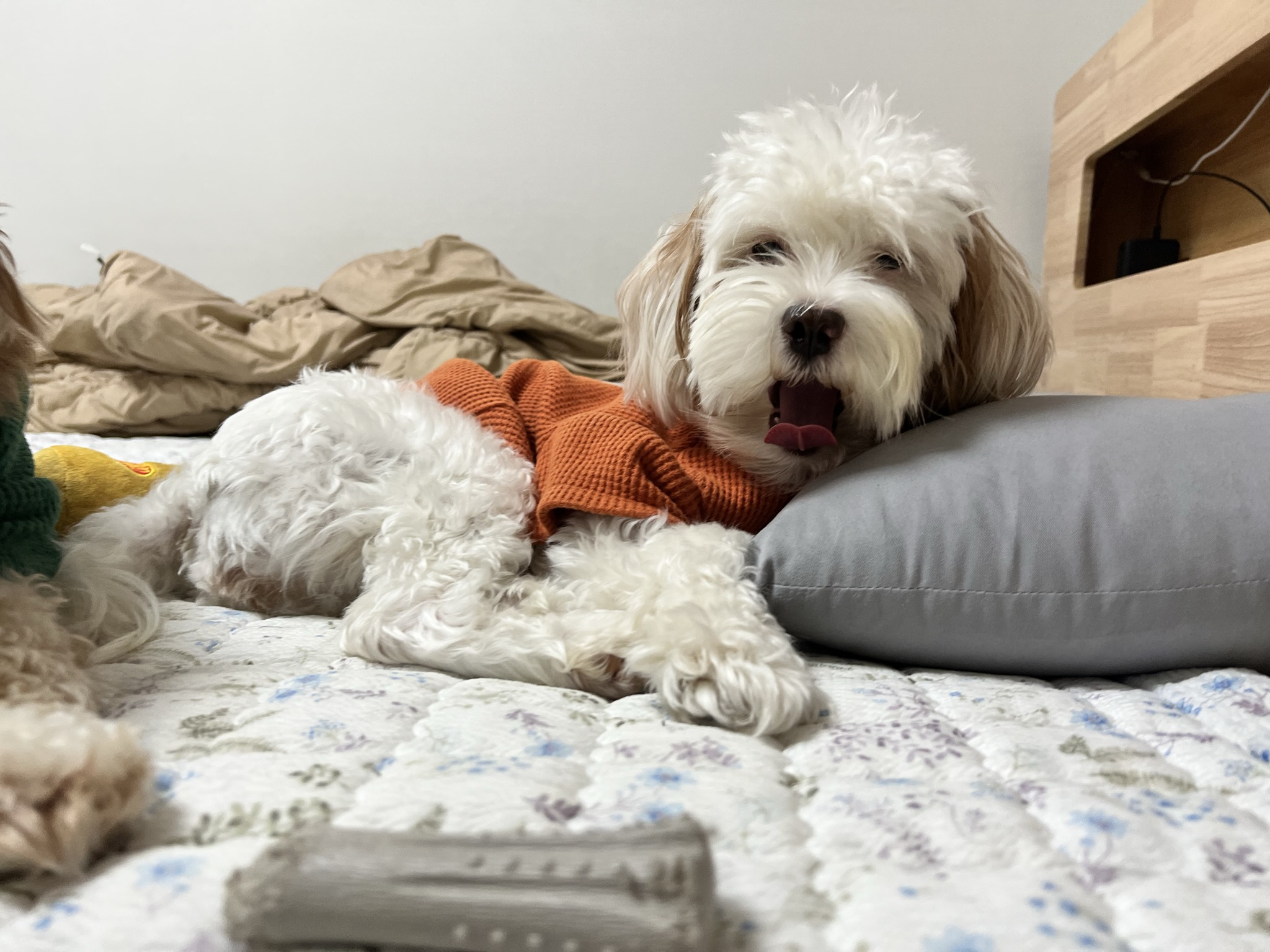 유기견-남매-데려왔는데-너무-귀여워ㅠㅠ-근데-너무-커버렸어;;-32-이미지