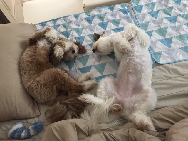 유기견-남매-데려왔는데-너무-귀여워ㅠㅠ-근데-너무-커버렸어;;-40-이미지