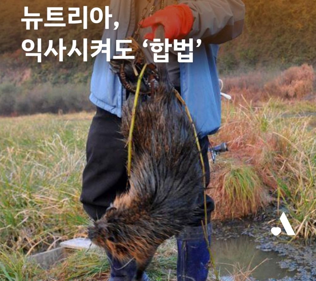 "뉴트리아"-익사-시켜도-합법-0-이미지