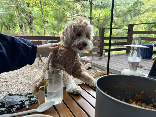 유기견-남매-데려왔는데-너무-귀여워ㅠㅠ-근데-너무-커버렸어;;-20-이미지
