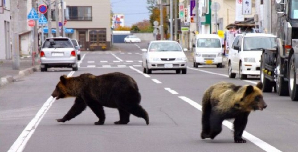 하루에-30마리가-넘는-곰을-사살하고-있는-일본-상황-0-이미지