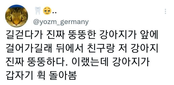 저-강아지-진짜-뚱뚱하다-0-이미지