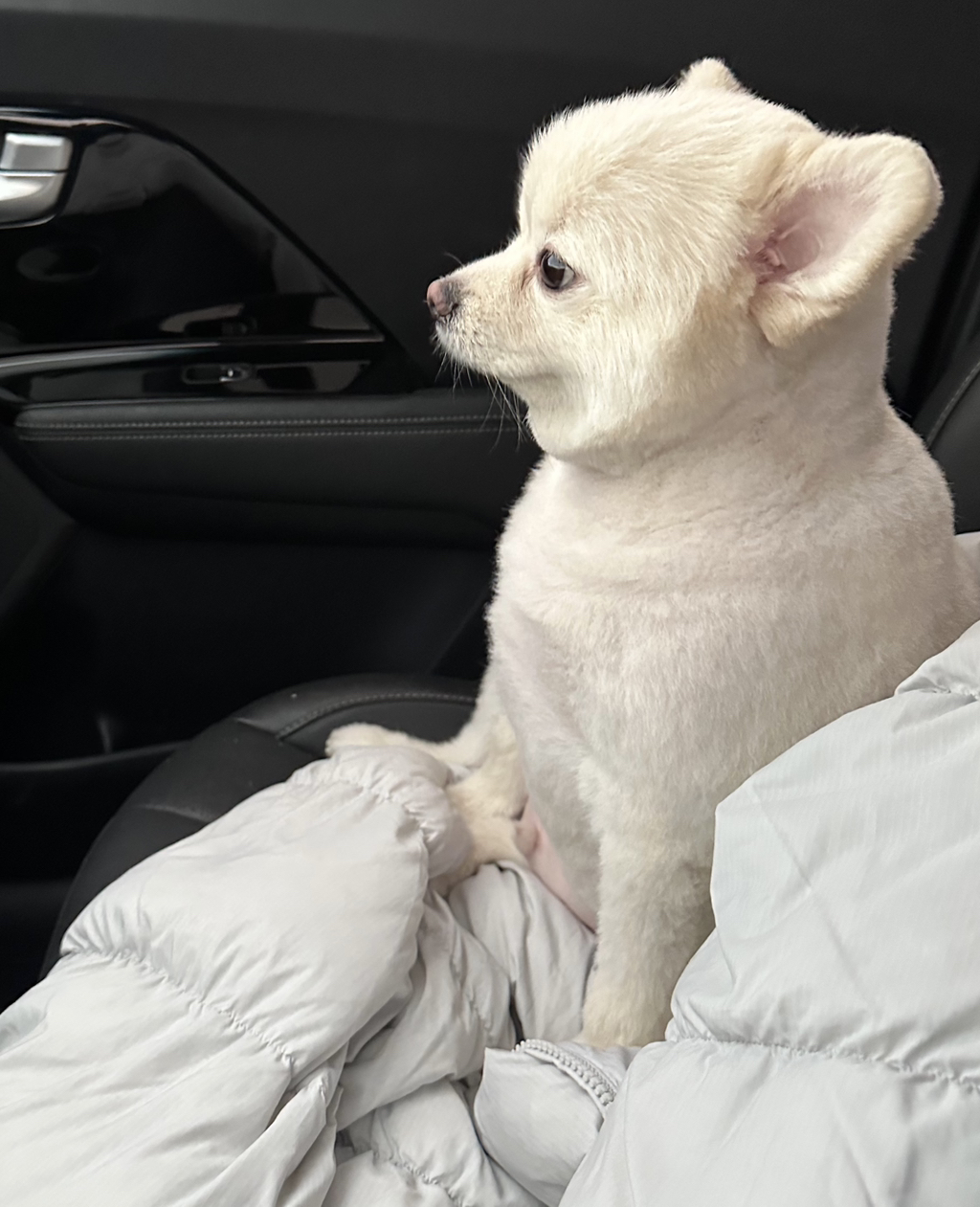 나-어제-진짜-피치못할사정으로-우리집-강아지-회사-데리고-출근해서-20분정도-같이-있었거든-5-이미지