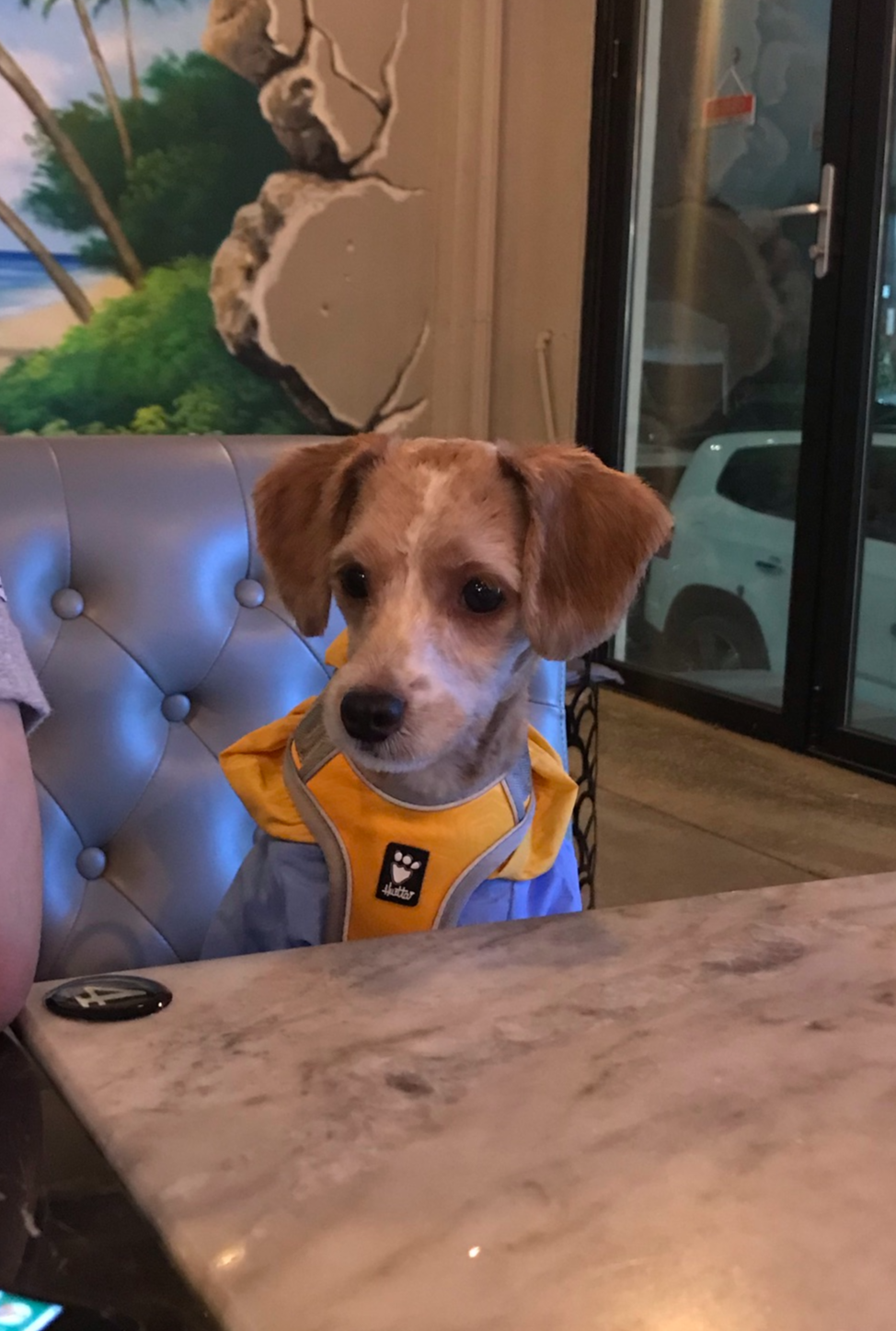 유기견-남매-데려왔는데-너무-귀여워ㅠㅠ-근데-너무-커버렸어;;-12-이미지