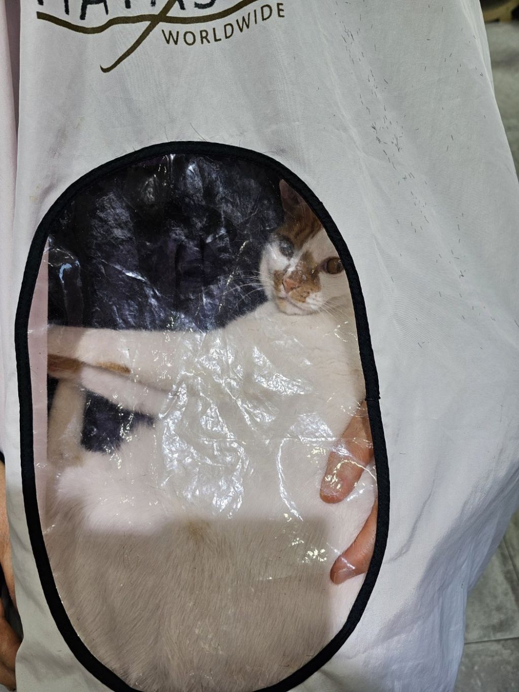 엄마-단골-미용실에-고양이-있다고-자랑하심-1-이미지