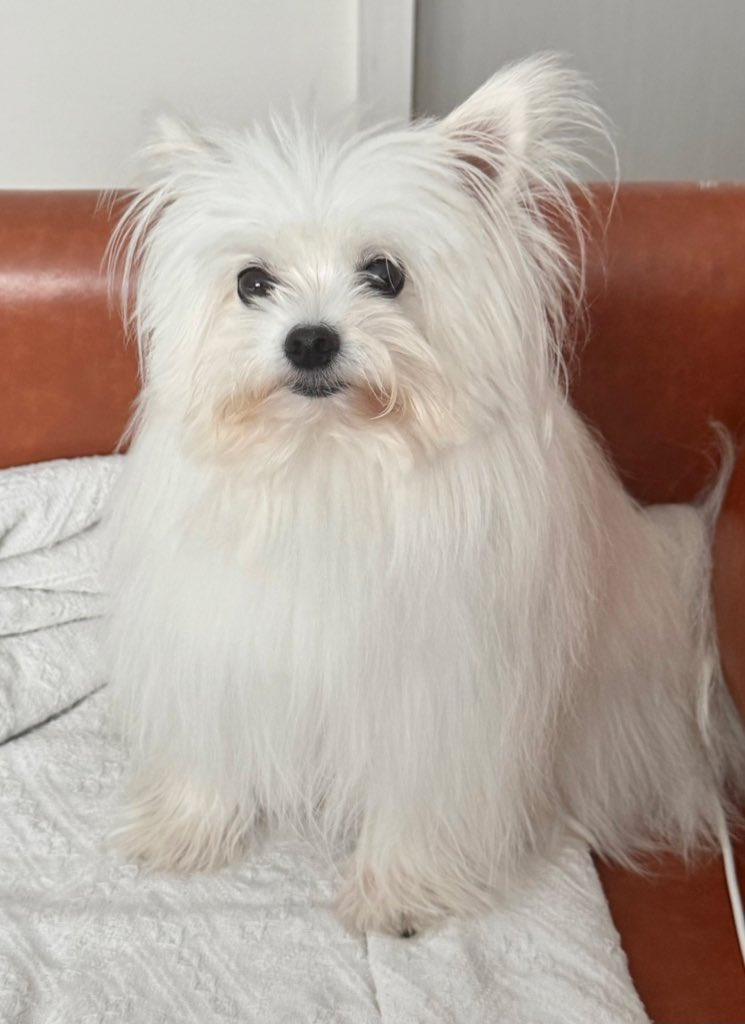 미용소통오류로-거란족이-되어-돌아온-강아지-0-이미지