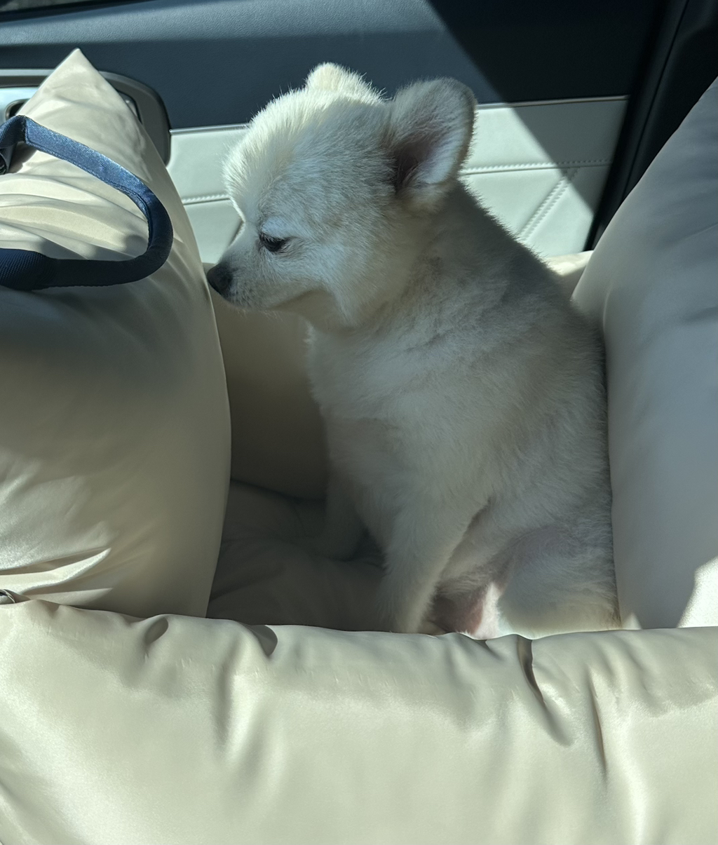 나-어제-진짜-피치못할사정으로-우리집-강아지-회사-데리고-출근해서-20분정도-같이-있었거든-6-이미지