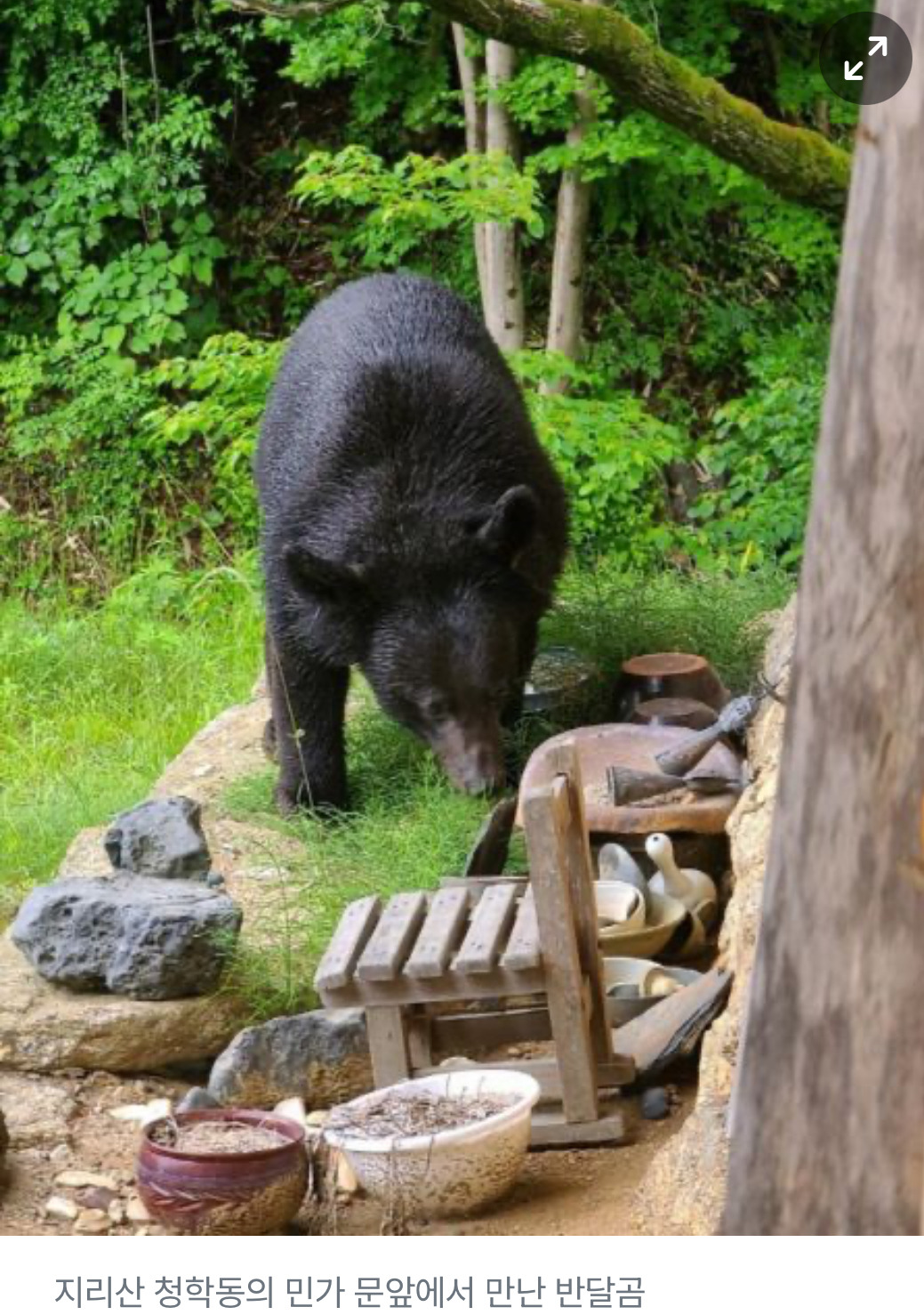 할머니-사는-동네에-가끔-반달곰-목격소식-있다던데-2-이미지