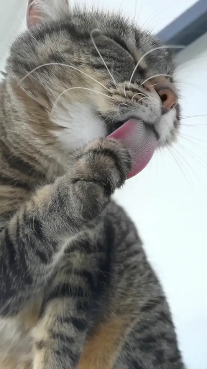 고양이-세수-슬로우-모션-1-이미지