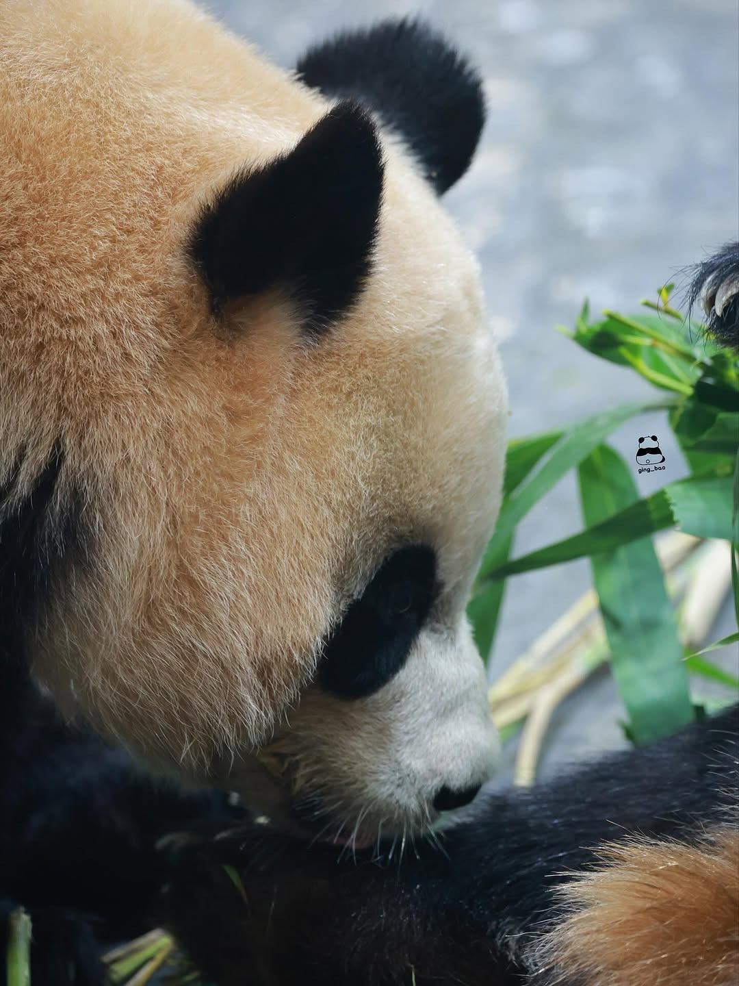 언니-루이바오-맛보는-후이바오🐼🥹-2-이미지