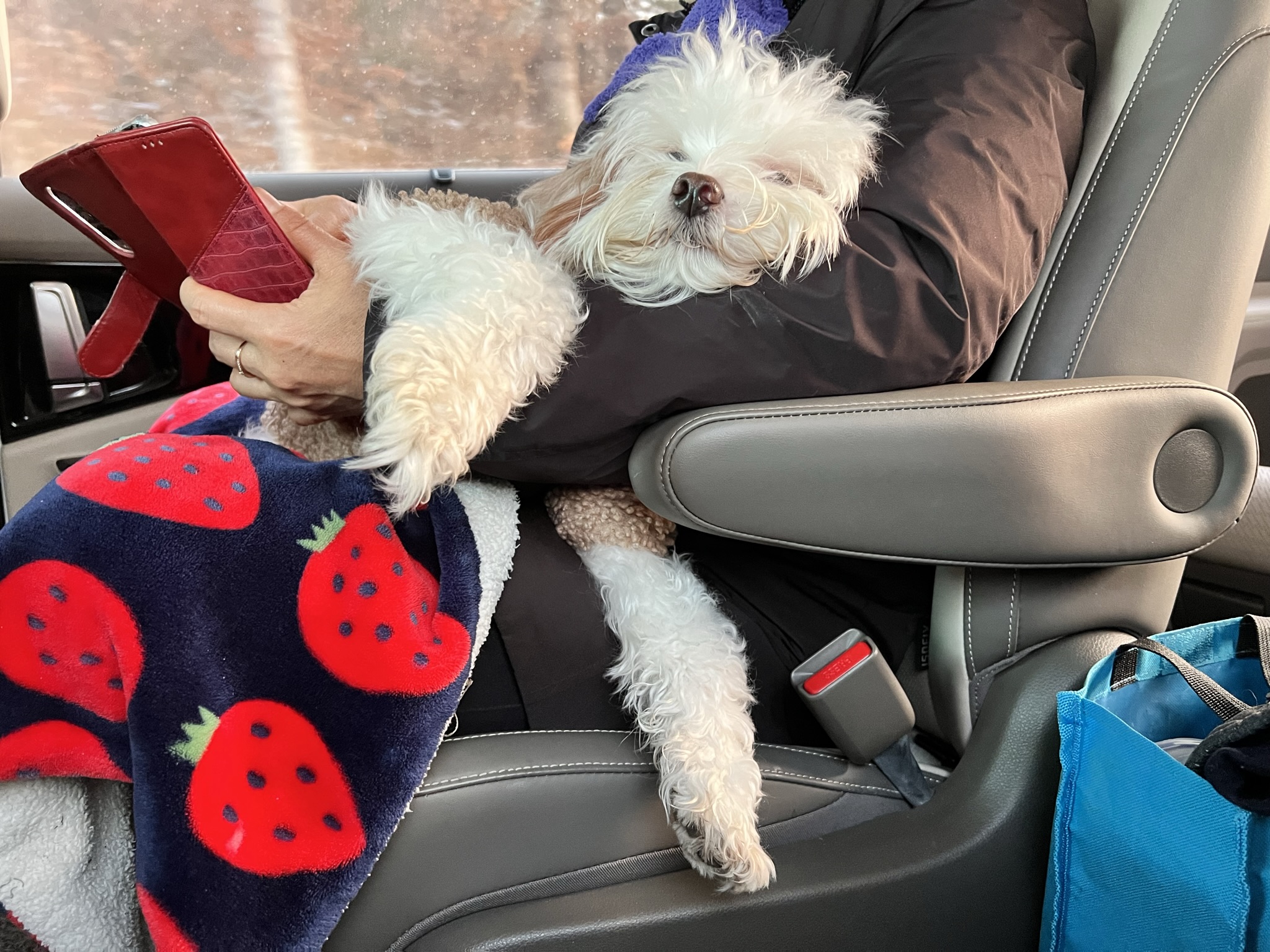 유기견-남매-데려왔는데-너무-귀여워ㅠㅠ-근데-너무-커버렸어;;-56-이미지