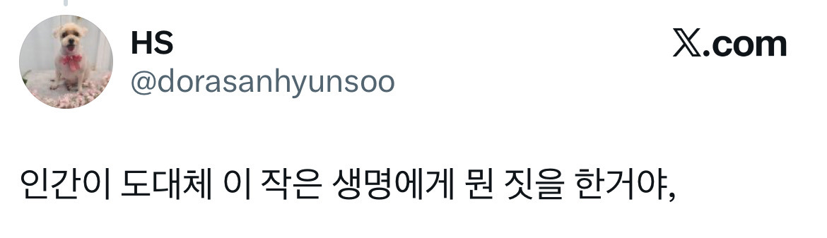 오늘-처음으로-구조견을-미용실에-데려갔어요.-1-이미지