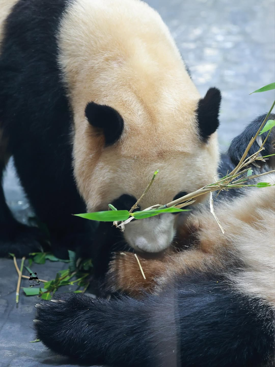 언니-루이바오-맛보는-후이바오🐼🥹-1-이미지