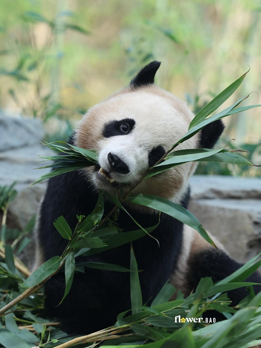 웃으면서-대나무-먹는-후이바오🐼😄-0-이미지