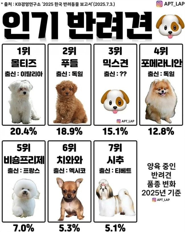 한국-인기-반려견-순위-TOP7-0-이미지
