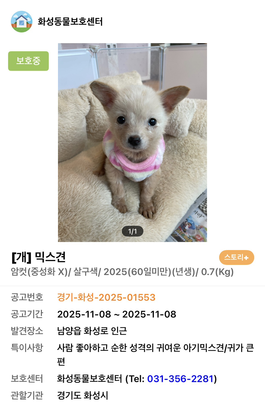 사이버-꼬순내-무료나눔‼️‼️‼️-나만-없네-가나디...🐶-입양하세요🤍!!!-0-이미지
