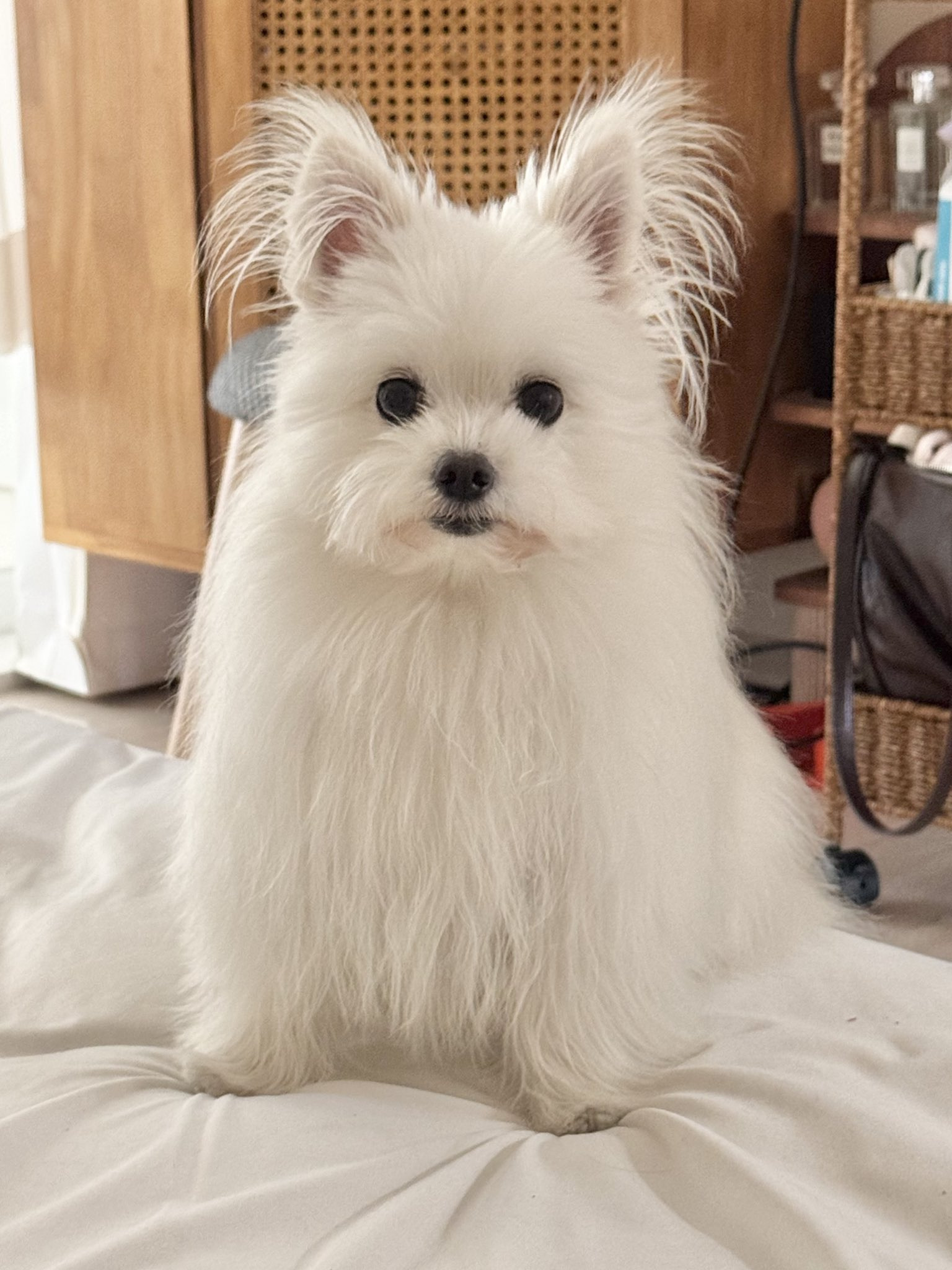 미용소통오류로-거란족이-되어-돌아온-강아지-3-이미지