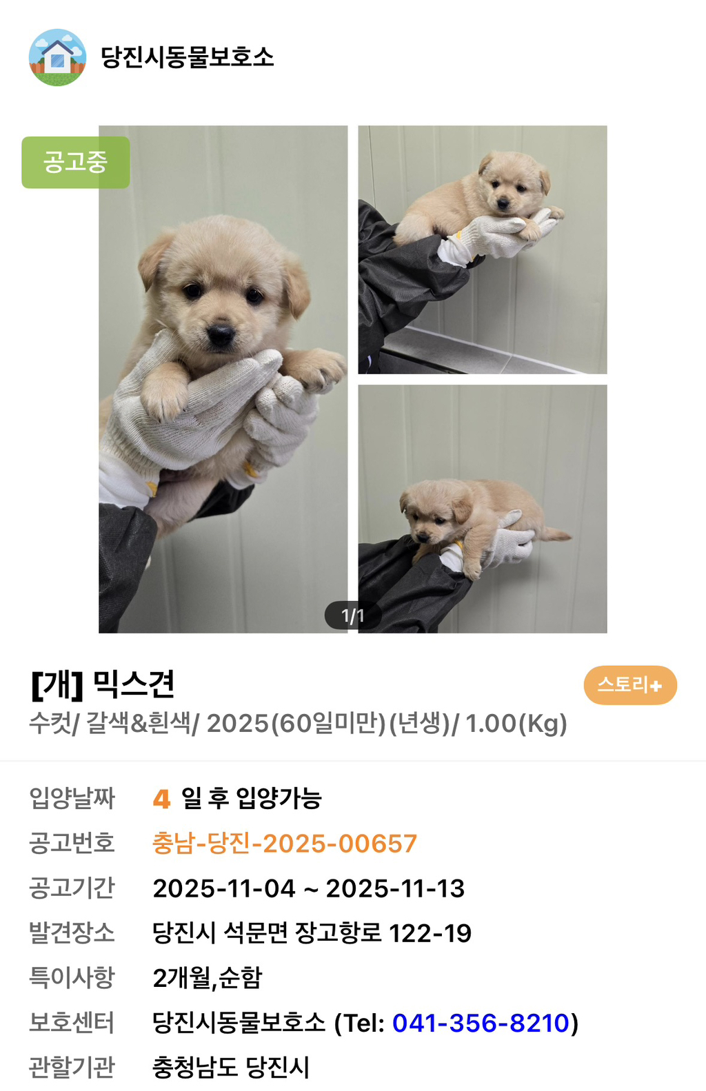 사이버-꼬순내-무료나눔‼️‼️‼️-나만-없네-가나디...🐶-입양하세요🤍!!!-9-이미지