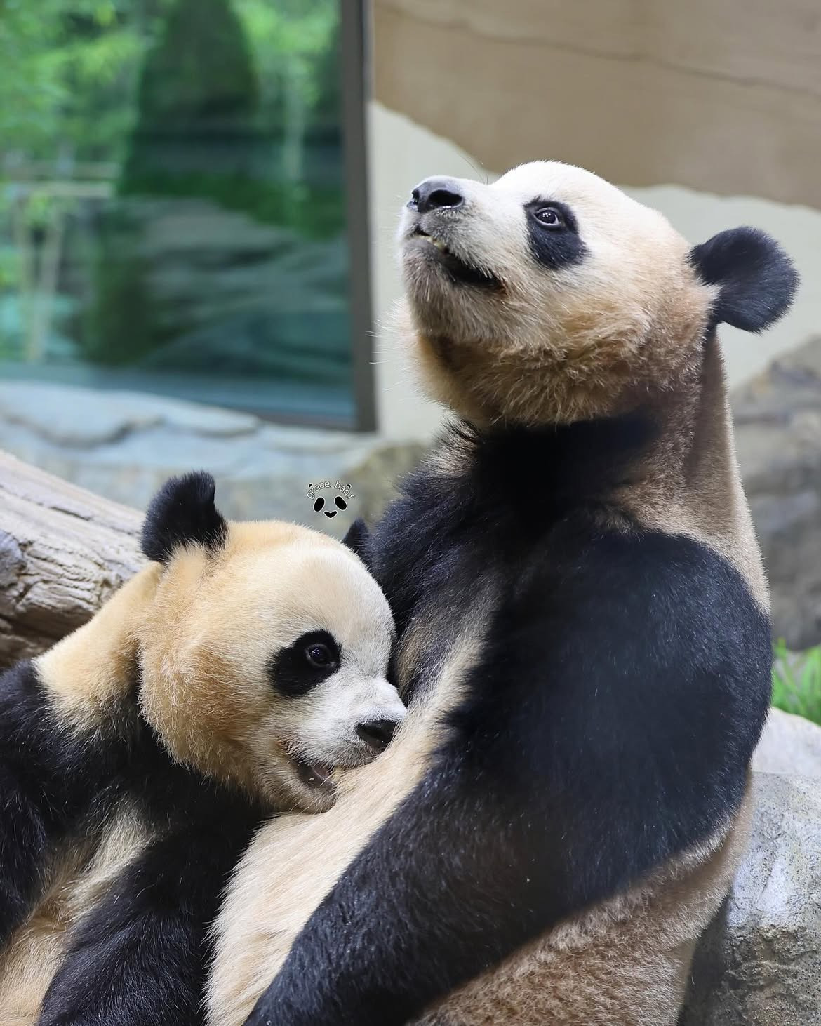 언니-루이바오-맛보는-후이바오🐼🥹-0-이미지