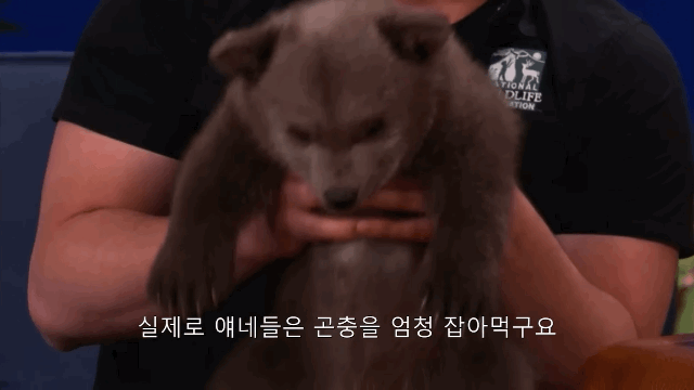 아기-불곰🐻.gif-3-이미지