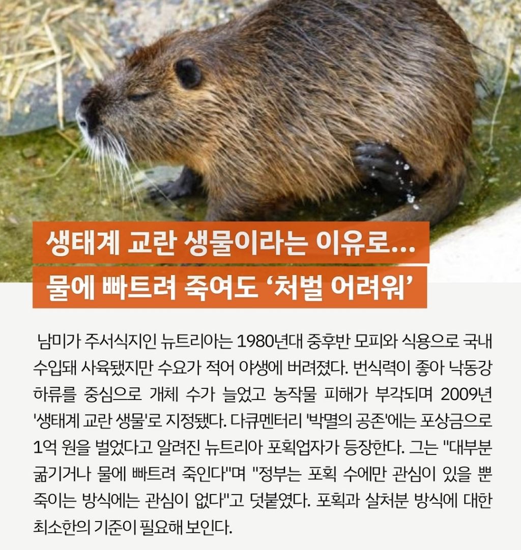 "뉴트리아"-익사-시켜도-합법-1-이미지