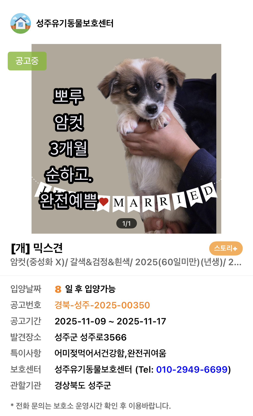 사이버-꼬순내-무료나눔‼️‼️‼️-나만-없네-가나디...🐶-입양하세요🤍!!!-2-이미지