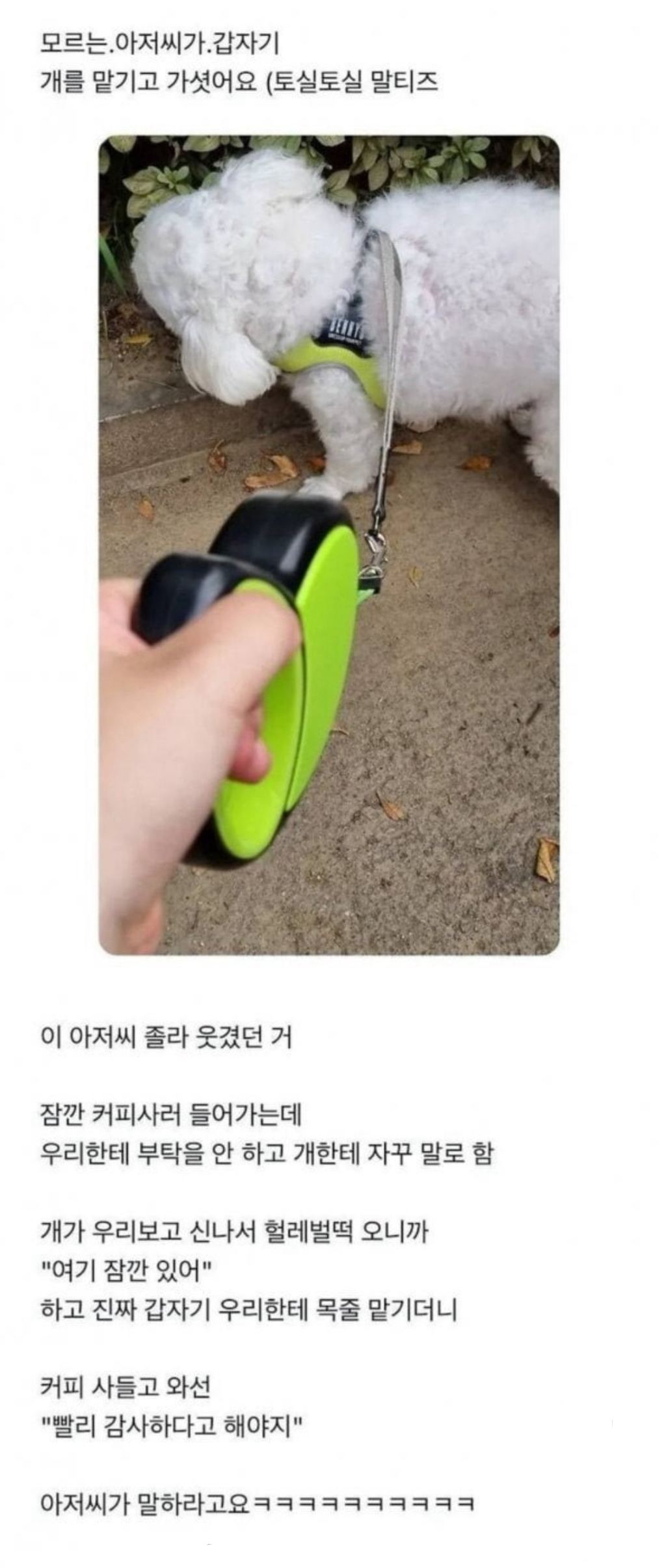 모르는-아저씨가-토실토실한-말티즈를-맡기고-감-0-이미지