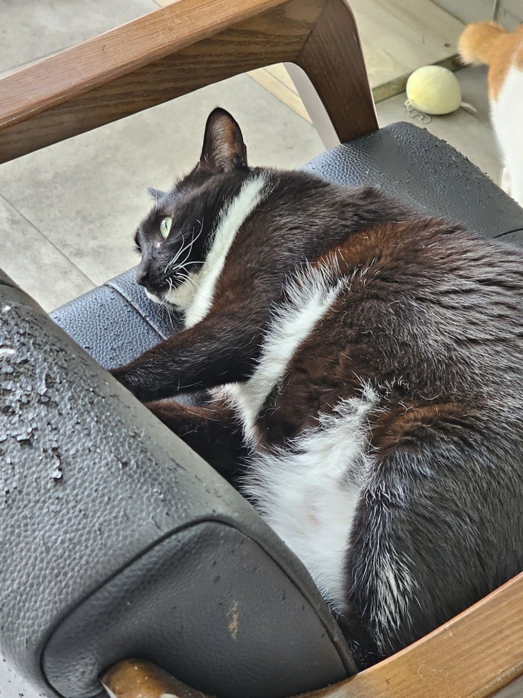 엄마-단골-미용실에-고양이-있다고-자랑하심-2-이미지