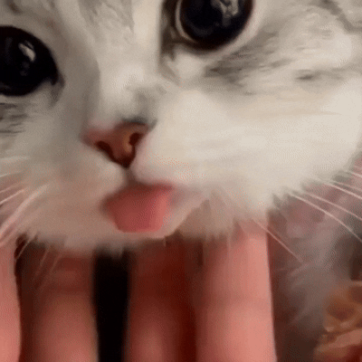 귀여운-혀-내민-고양이-1-이미지