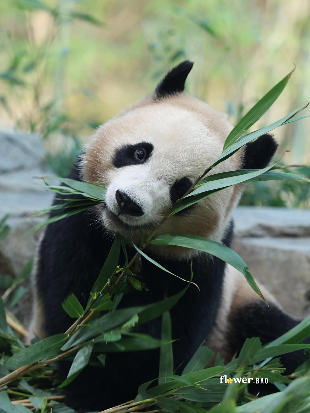 웃으면서-대나무-먹는-후이바오🐼😄-1-이미지
