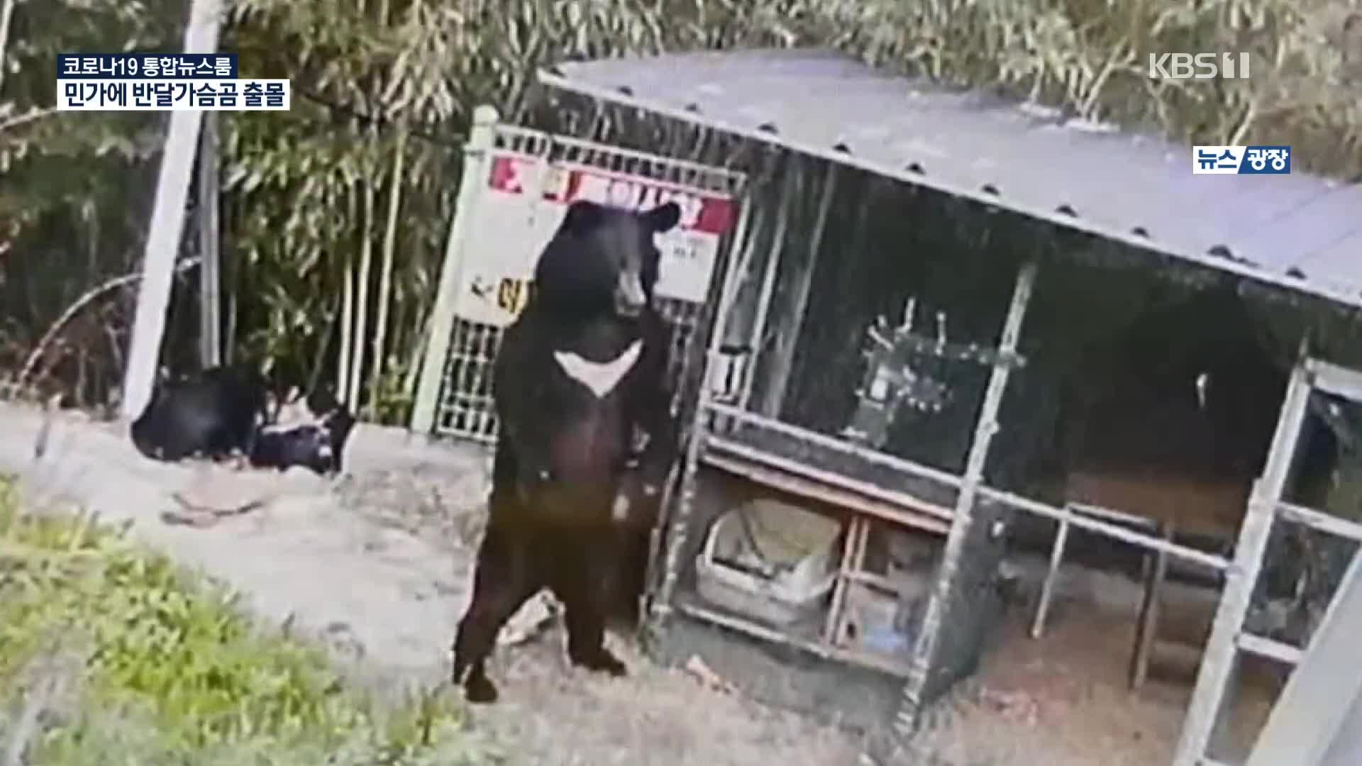 할머니-사는-동네에-가끔-반달곰-목격소식-있다던데-3-이미지