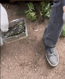 곰도-반한-한국-김.gif-1-이미지