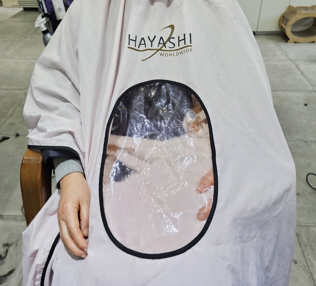 엄마-단골-미용실에-고양이-있다고-자랑하심-0-이미지