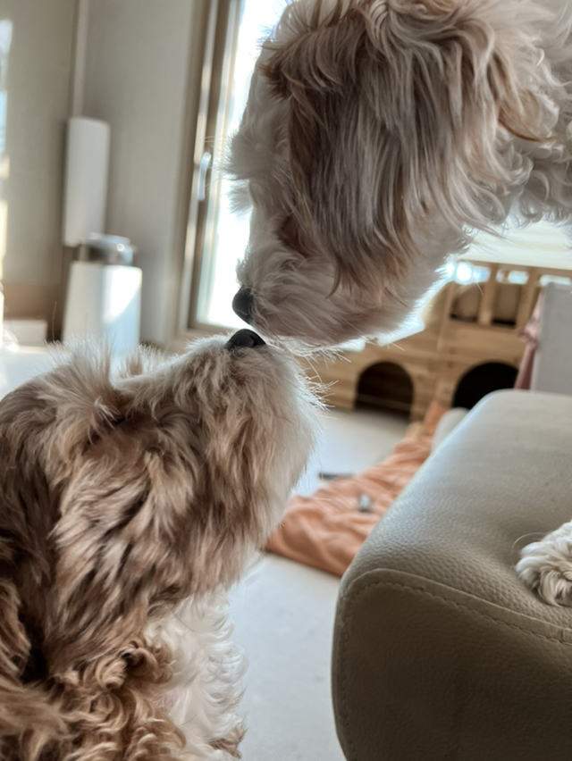 유기견-남매-데려왔는데-너무-귀여워ㅠㅠ-근데-너무-커버렸어;;-39-이미지