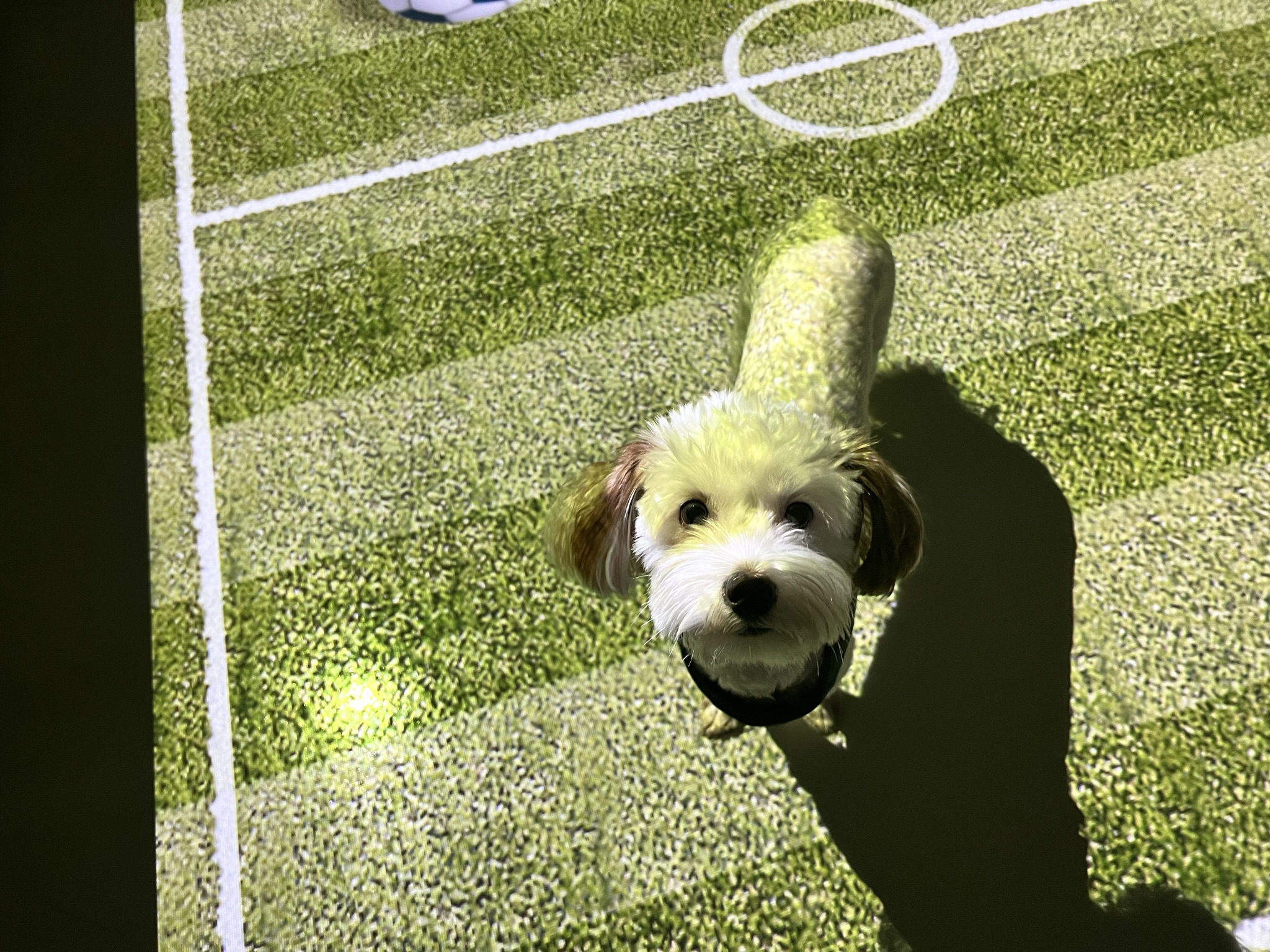 유기견-남매-데려왔는데-너무-귀여워ㅠㅠ-근데-너무-커버렸어;;-38-이미지