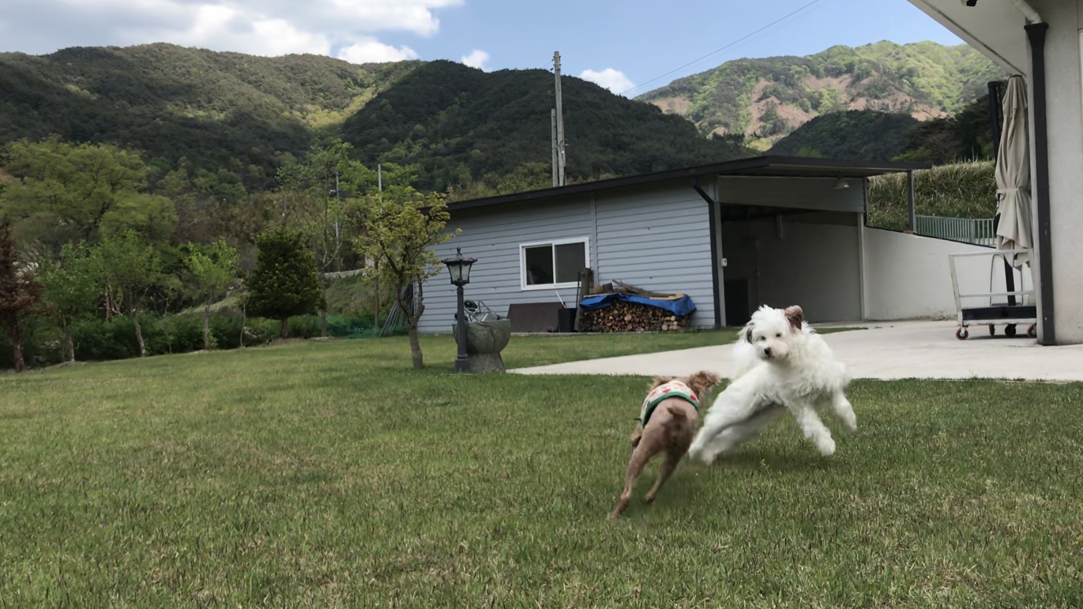 유기견-남매-데려왔는데-너무-귀여워ㅠㅠ-근데-너무-커버렸어;;-25-이미지
