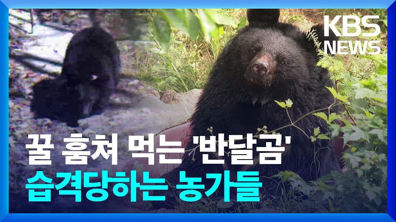 할머니-사는-동네에-가끔-반달곰-목격소식-있다던데-0-이미지