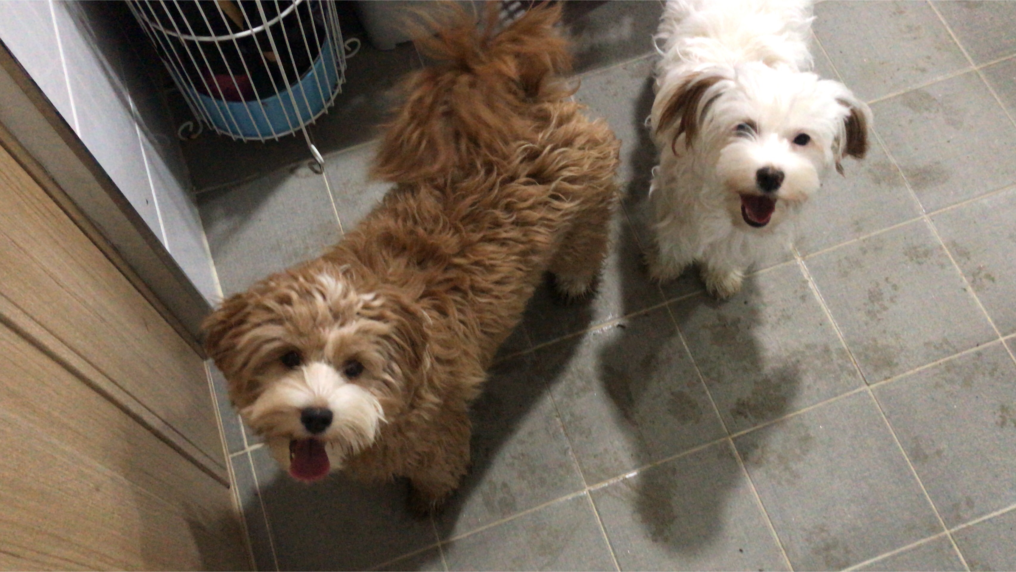 유기견-남매-데려왔는데-너무-귀여워ㅠㅠ-근데-너무-커버렸어;;-6-이미지