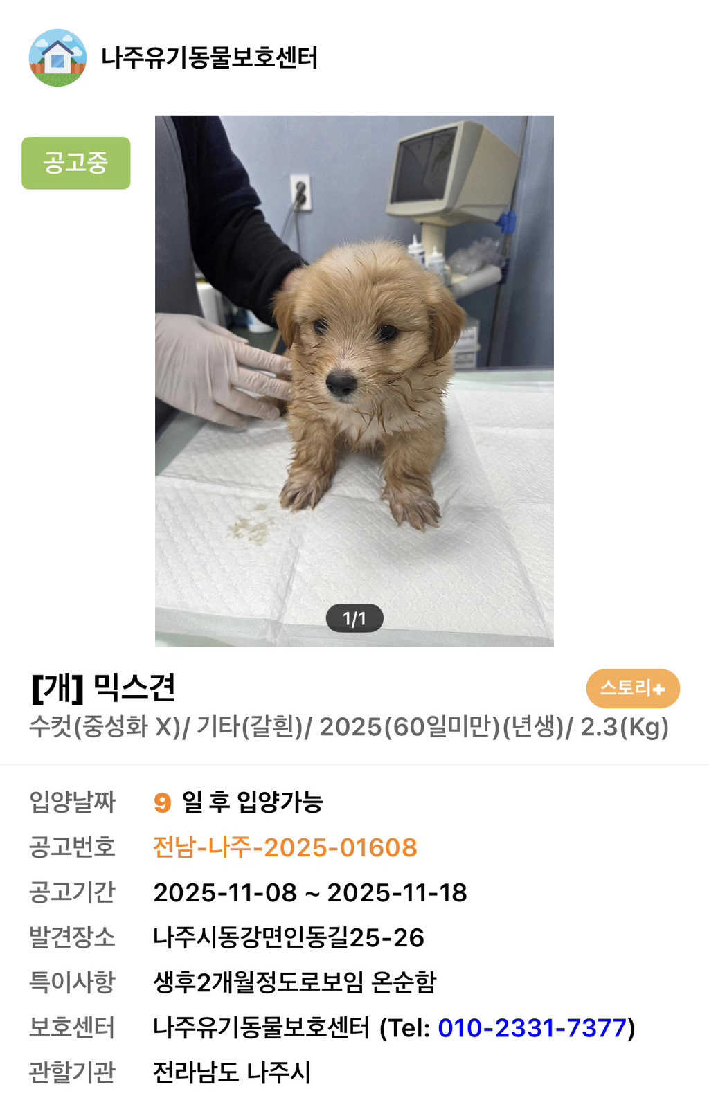 사이버-꼬순내-무료나눔‼️‼️‼️-나만-없네-가나디...🐶-입양하세요🤍!!!-3-이미지