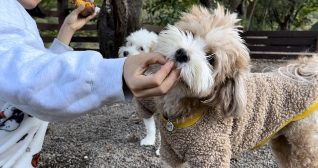 유기견-남매-데려왔는데-너무-귀여워ㅠㅠ-근데-너무-커버렸어;;-21-이미지