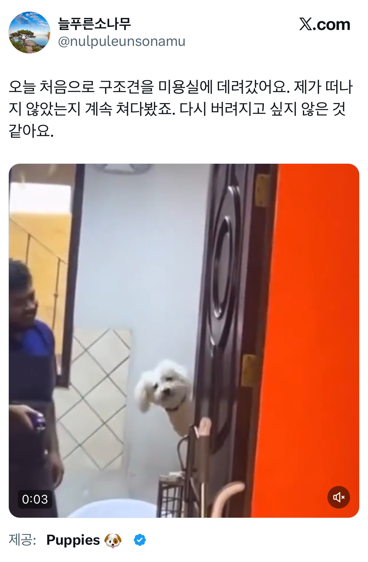 오늘-처음으로-구조견을-미용실에-데려갔어요.-0-이미지