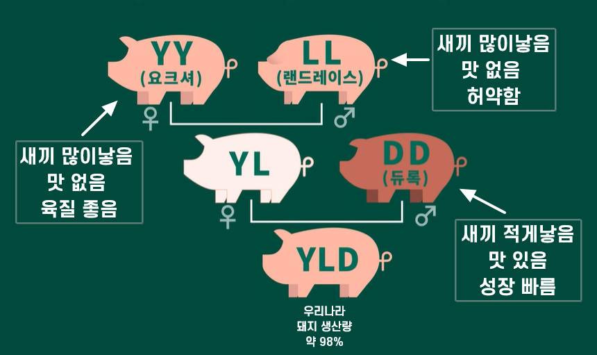 간단히-이해해보는-요즘-삼겹살이-어딜가든-평타는-치는-이유.jpg-0-이미지