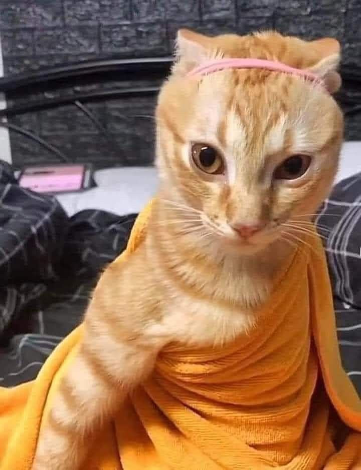 고양이-키우는-사람들-특징-1-이미지