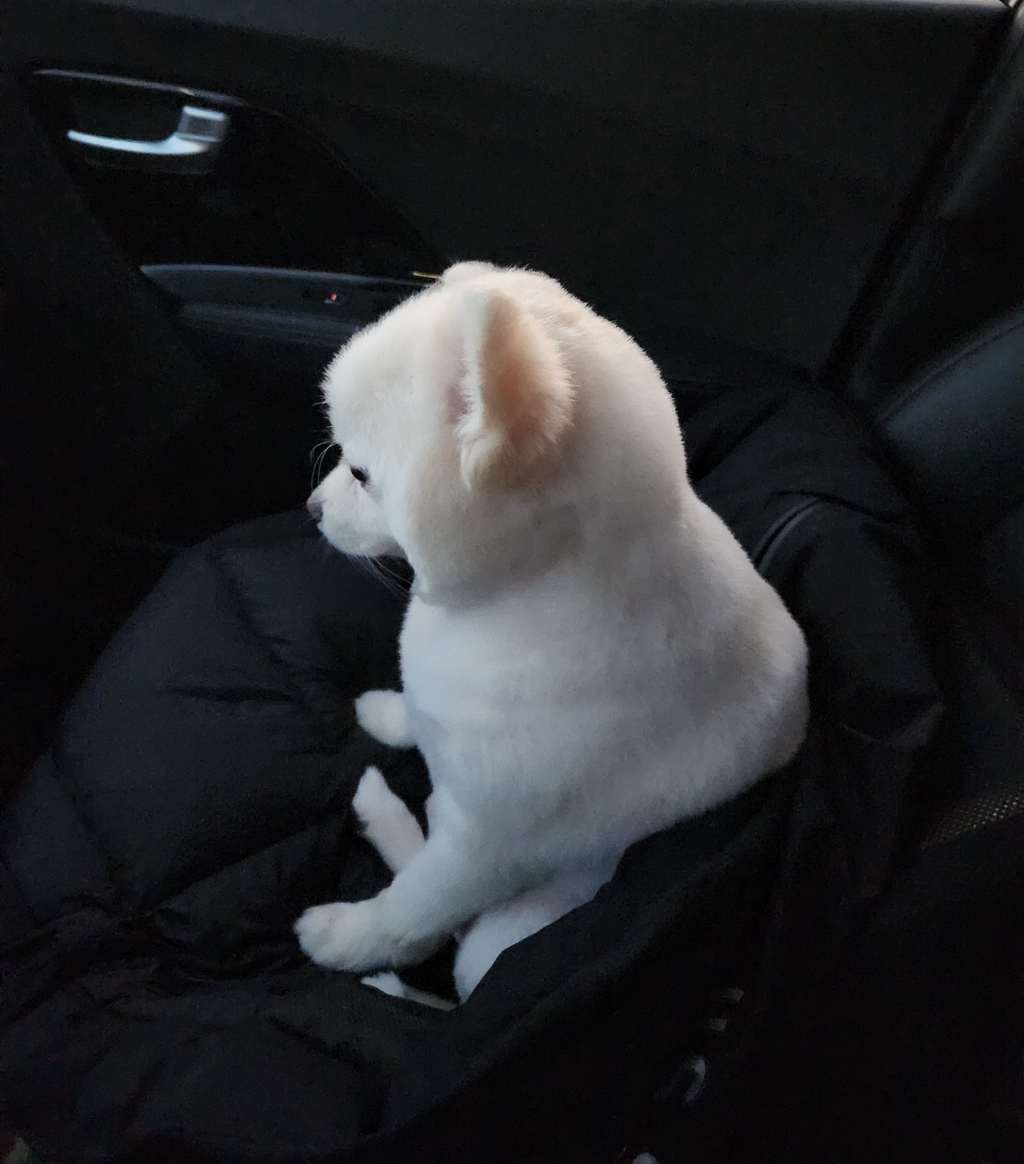 나-어제-진짜-피치못할사정으로-우리집-강아지-회사-데리고-출근해서-20분정도-같이-있었거든-4-이미지