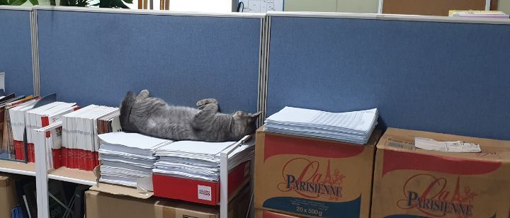 울엄마-근무환경-개부럽.....ㅠㅠㅜㅋㅋㅋㅋㅋ냥세권..-2-이미지