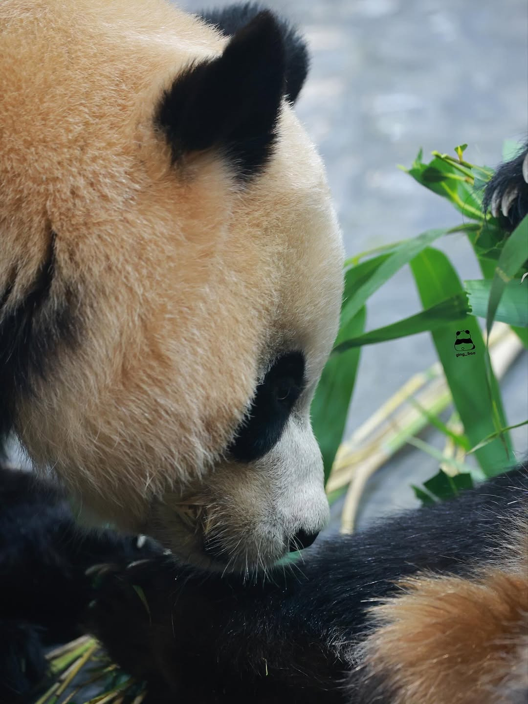 언니-루이바오-맛보는-후이바오🐼🥹-3-이미지