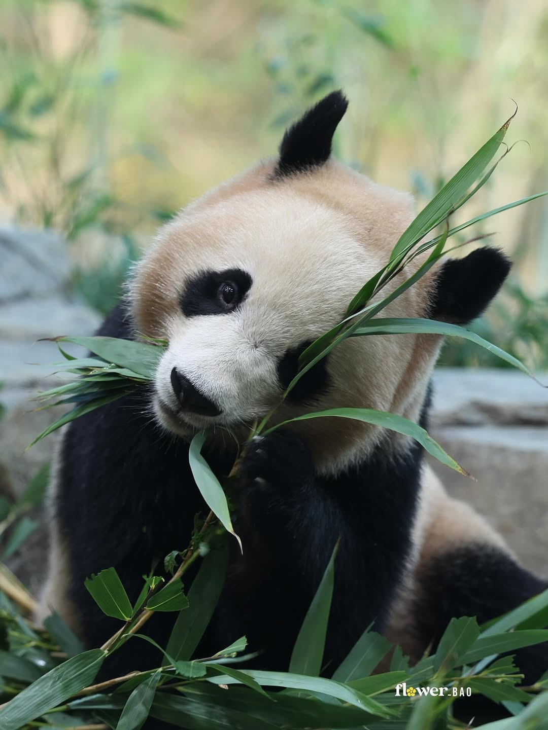 웃으면서-대나무-먹는-후이바오🐼😄-2-이미지